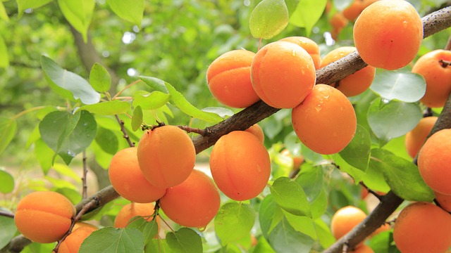 meruňky na větvi