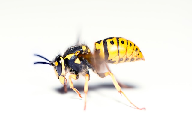 vosa
